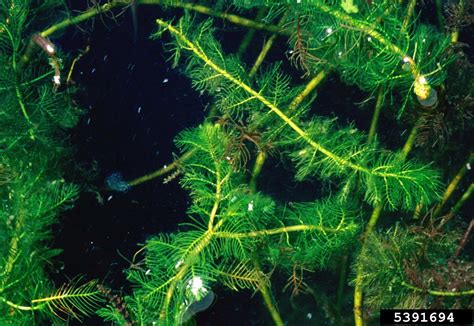 Eurasian watermilfoil 